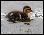 Duck on Wistlandpound reservoir, Exmoor