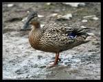 Duck on Wistlandpound reservoir, Exmoor