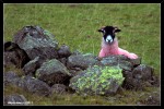 Pink sheep in the Lake District