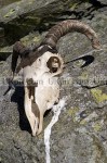 Sheep skull, Kirkstone Pass, Lake District