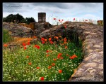 June in Rome and wild flowers sprinkle the ruins